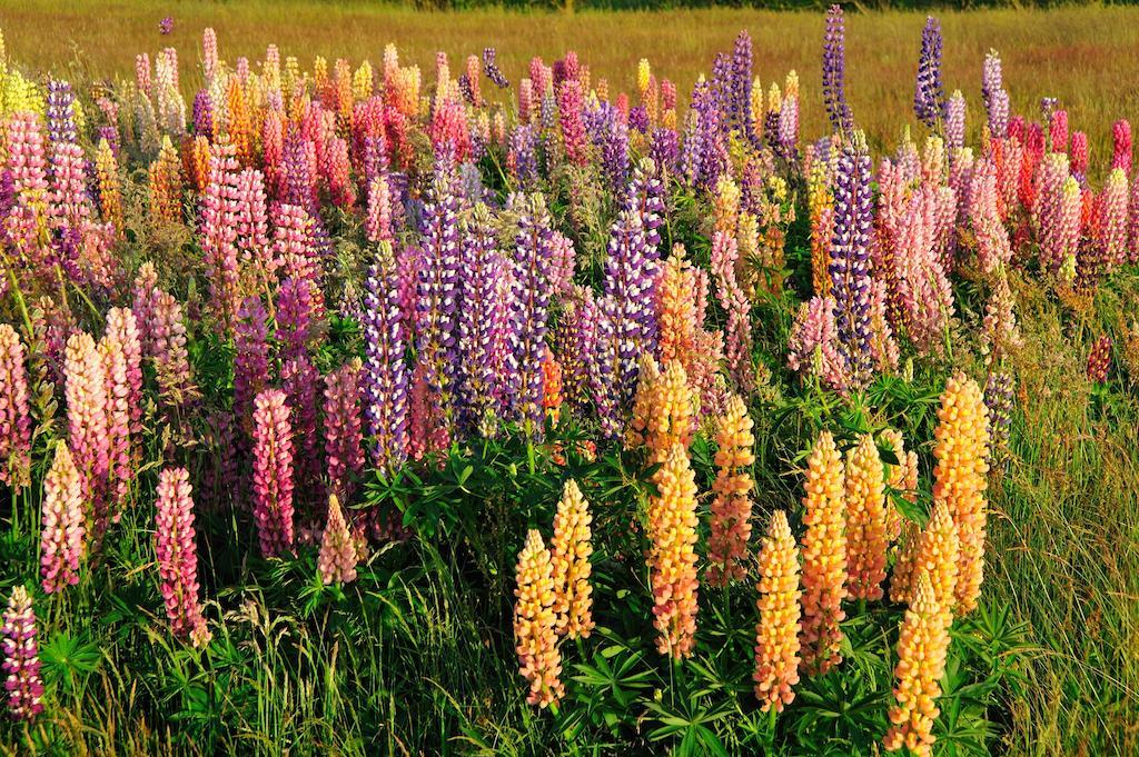 デ・コーフ Witte Weelde Texel Bed & Breakfast エクステリア 写真